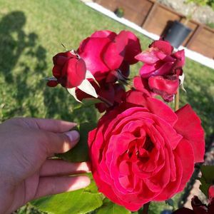 Meet your Posher, Alba